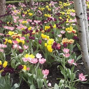 Meet your Posher, Paula